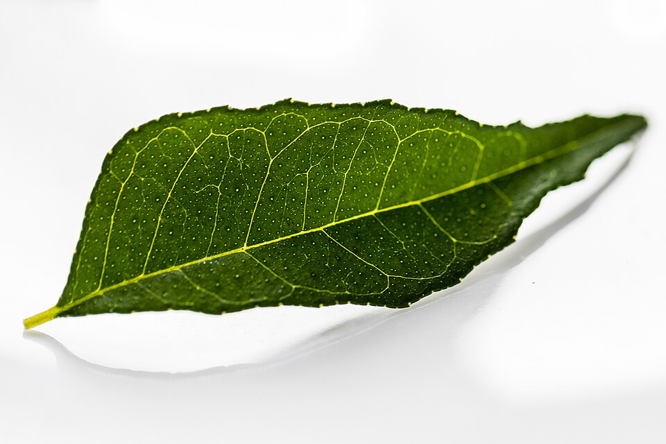 Curry Leaves